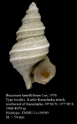 Buccinum lamelliferum Lus, 1976. Holotype