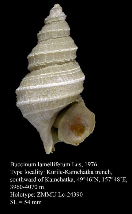 Buccinum lamelliferum Lus, 1976. Holotype Buccinum lamelliferum Lus, 1976. Holotype