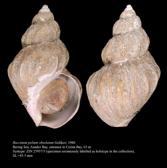 Buccinum polium obsoletum Golikov, 1980. Syntype Buccinum polium obsoletum Golikov, 1980. Syntype