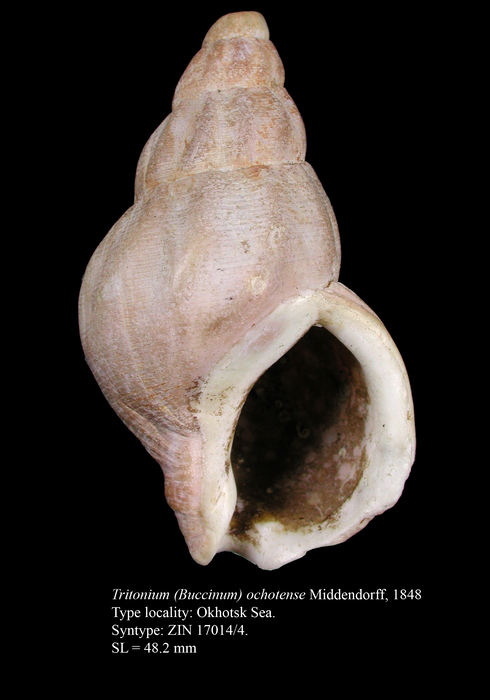 Buccinum ochotense. Syntype Buccinum ochotense. Syntype