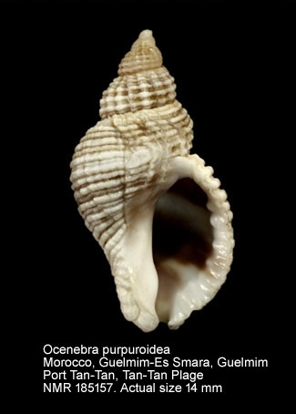 Ocenebra purpuroidea