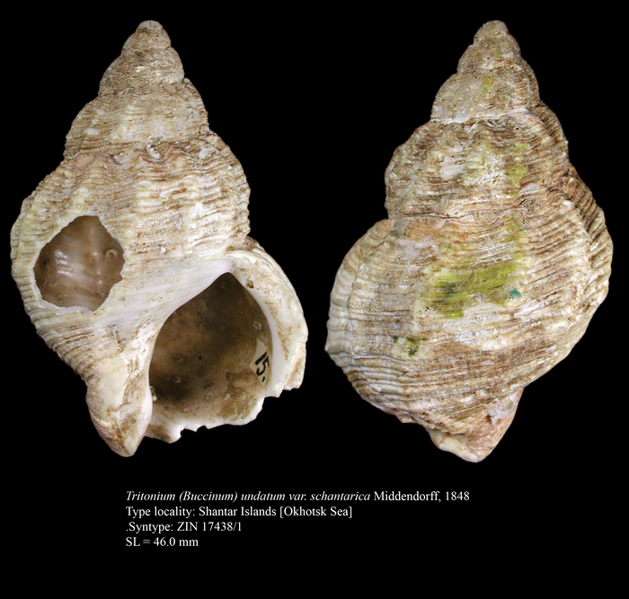 Tritonium (Buccinum) undatum var. schantarica Middendorff, 1848. Syntype Tritonium (Buccinum) undatum var. schantarica Middendorff, 1848. Syntype