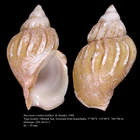 Buccinum solidum Golikov & Sirenko, 1988. Holotype