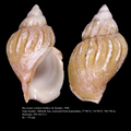 Mollusca (molluscs)