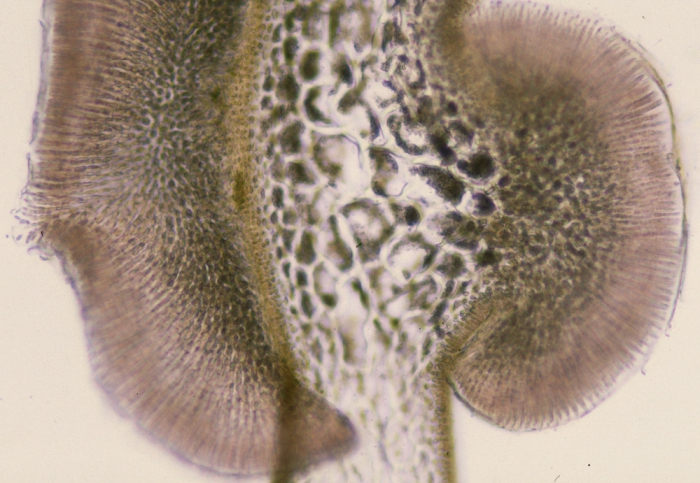 Gymnogongrus crenulatus Gymnogongrus crenulatus