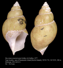 Buccinum tenuisulcatum Golikov & Gulbin, 1977. holotype