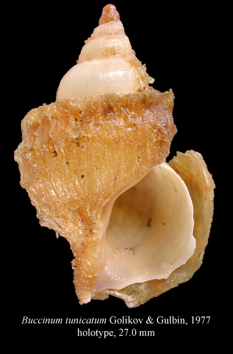 Buccinum tunicatum Golikov & Gulbin, 1977, Holotype Buccinum tunicatum Golikov & Gulbin, 1977, Holotype