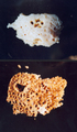 Porifera (sponges)