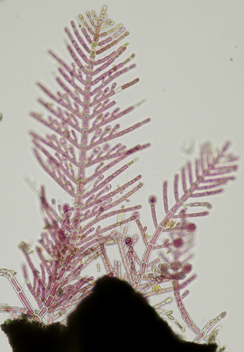 Gymnothamnion elegans Gymnothamnion elegans