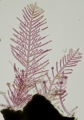 Rhodophyta (red algae)