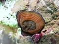 Actinia cari