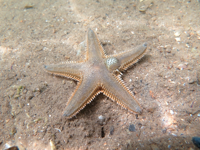 Astropecten platyacanthus Astropecten platyacanthus
