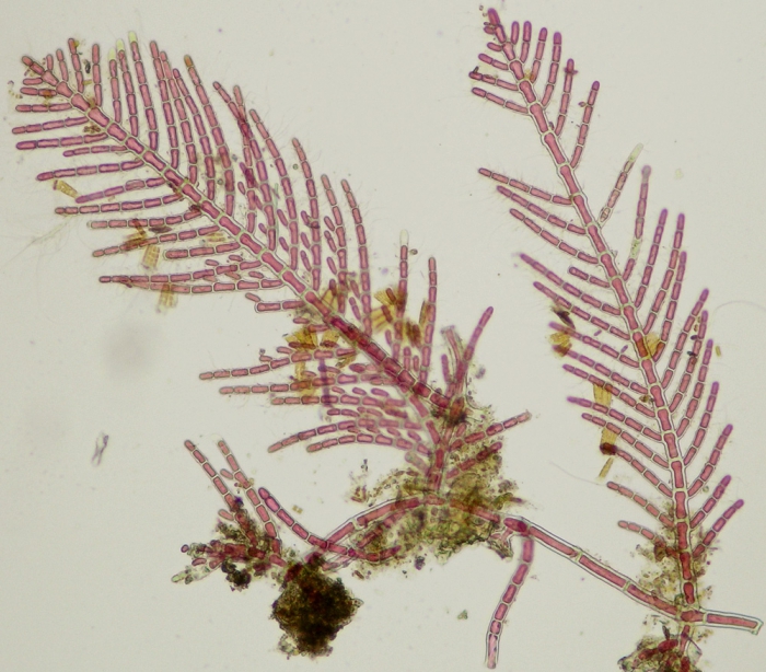 Gymnothamnion elegans Gymnothamnion elegans