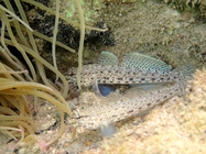 Gobius incognitus