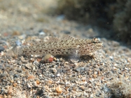 Gobius incognitus