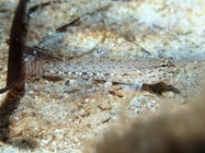 Gobius incognitus