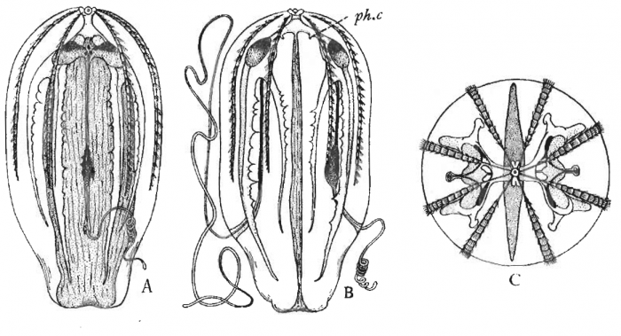 Haeckelia_rubra from Komai & Tokioka (1942)