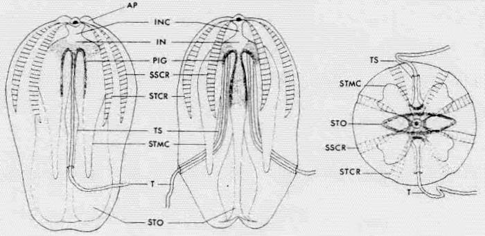 Haeckelia_bimaculata from original description