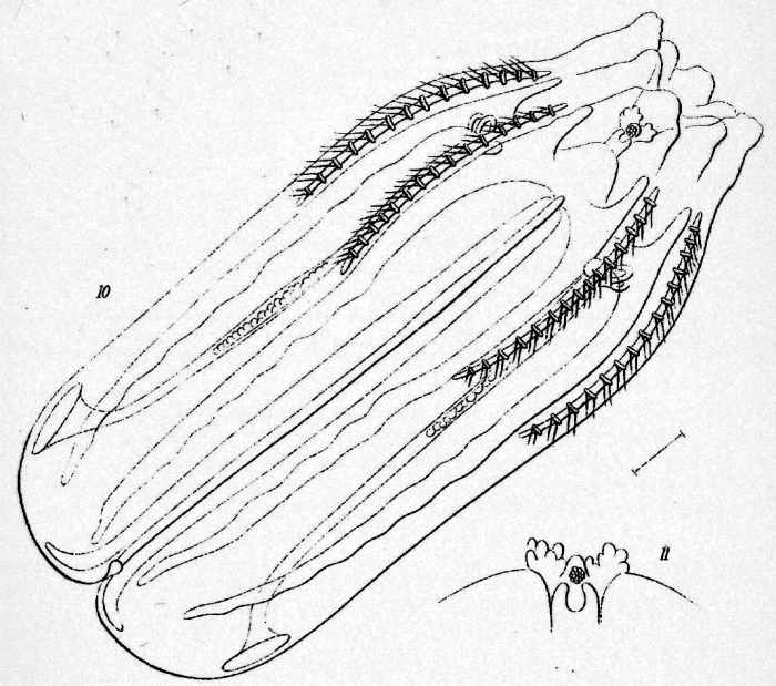 Tinerfe_beehleri original description Tinerfe_beehleri original description