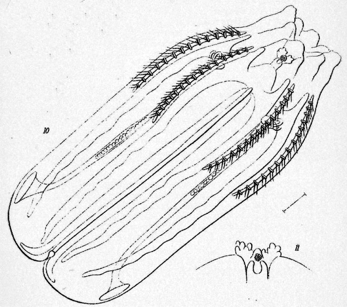 Tinerfe_beehleri original description