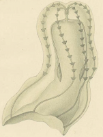 Ganesha_elegans (Moser, 1903) holotype as Lampetia elegans