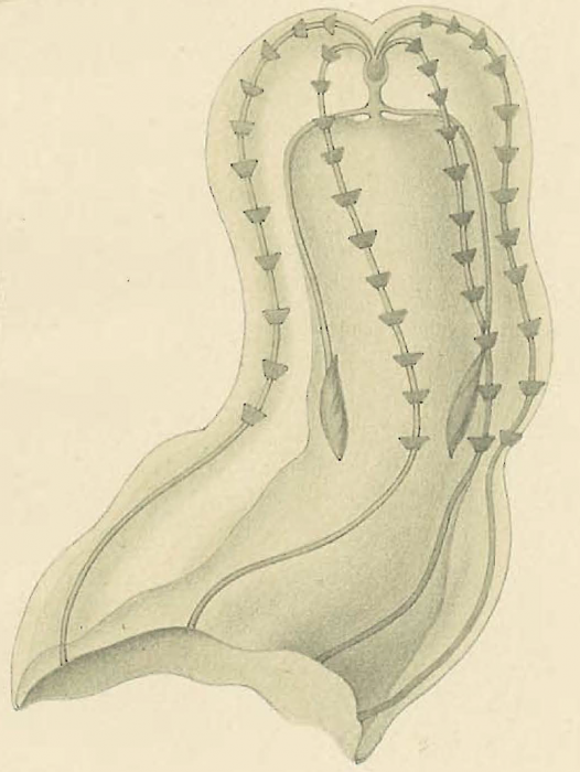 Ganesha_elegans (Moser, 1903) holotype as Lampetia elegans Ganesha_elegans (Moser, 1903) holotype as Lampetia elegans
