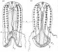 Ctenophora (sea gooseberries)