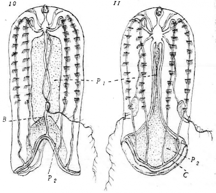 Ganesha_elegans from Dawydoff1946