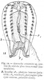 Ganesha_annamita_holotype