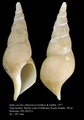 Mollusca (molluscs)