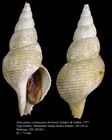 Aulacofusus schantaricus kurilensis Golikov & Gulbin, 1977. Holotype