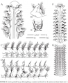 Polychaeta (bristle worms)