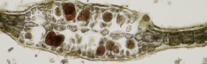 Haraldiophyllum bonnemaisonii Haraldiophyllum bonnemaisonii
