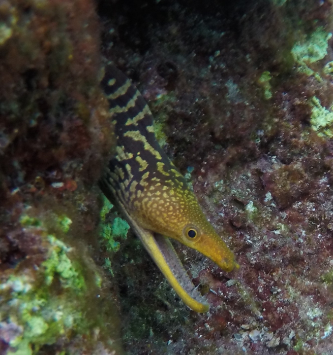 Enchelycore anatina Enchelycore anatina