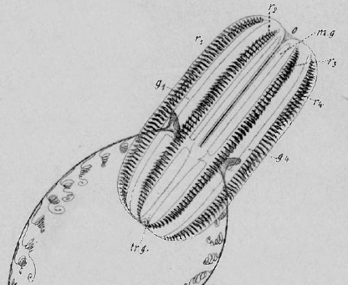 Euplokamis_stationis original illustration from Chun (1879)