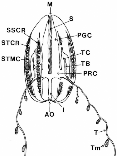 Euplokamis_dunlapae original description illustration from Mills (1987)