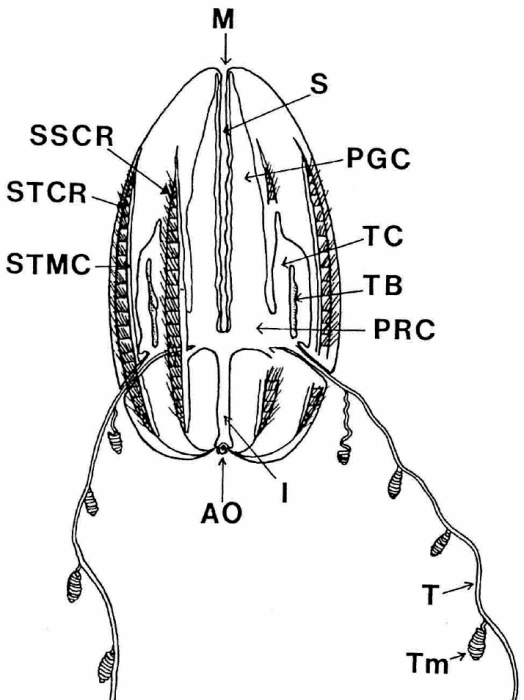 Euplokamis_dunlapae original description illustration from Mills (1987) Euplokamis_dunlapae original description illustration from Mills (1987)