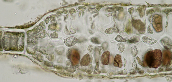 Haraldiophyllum bonnemaisonii Haraldiophyllum bonnemaisonii