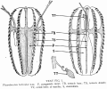 Ctenophora (sea gooseberries)