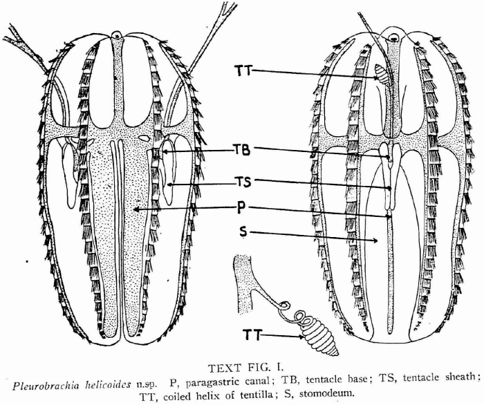 Euplokamis_helicoides holotype as Pleurobrachia_helicoides in Ralph & Kaberry (1950) Euplokamis_helicoides holotype as Pleurobrachia_helicoides in Ralph & Kaberry (1950)