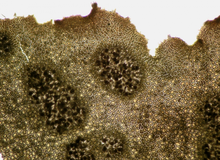 Haraldiophyllum bonnemaisonii Haraldiophyllum bonnemaisonii