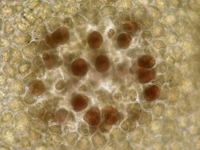Haraldiophyllum bonnemaisonii Haraldiophyllum bonnemaisonii