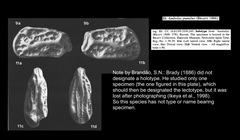 Cythere pumila Brady, 1866 from Ikeya et al., 1998