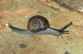 Mollusca (molluscs)