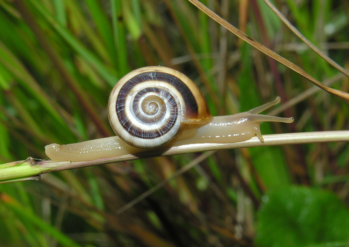 Phortion menkeanum (L. Pfeiffer, 1842)