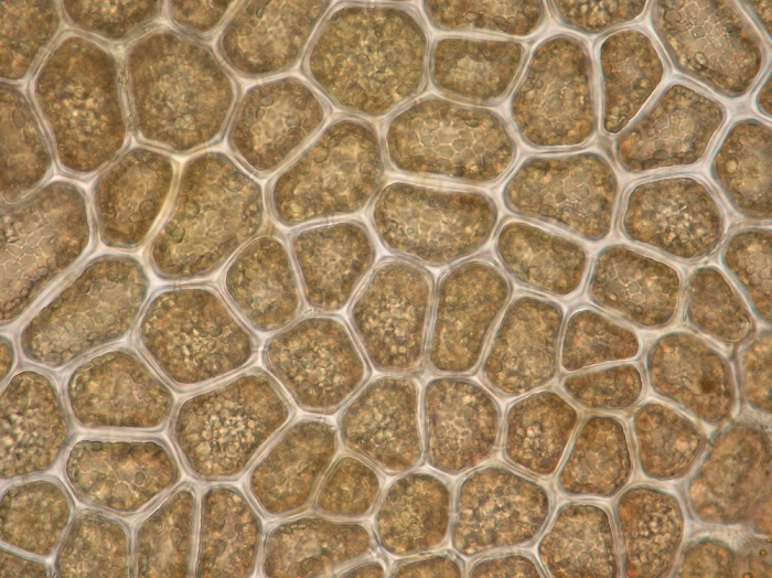 Haraldiophyllum bonnemaisonii Haraldiophyllum bonnemaisonii
