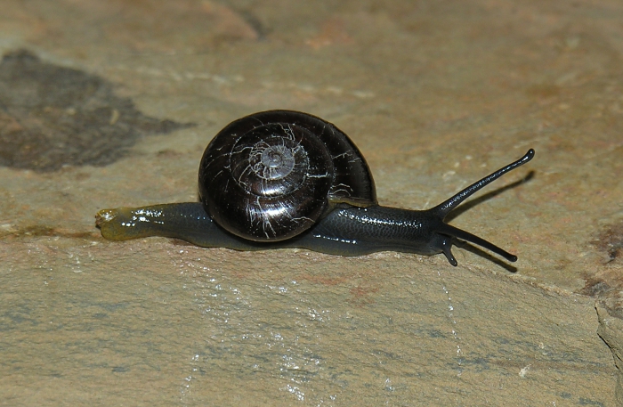 Liparocystis delicata (Melvill & Ponsonby, 1895)