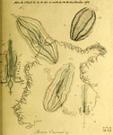 Hormiphora_cucumis_Holotype_as_Beroe_cucumis in Mertens (1833)