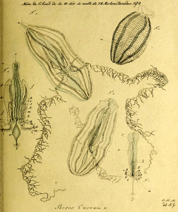 Hormiphora_cucumis_Holotype_as_Beroe_cucumis in Mertens (1833) Hormiphora_cucumis_Holotype_as_Beroe_cucumis in Mertens (1833)