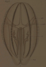 Hormiphora palmata Adult Holotype